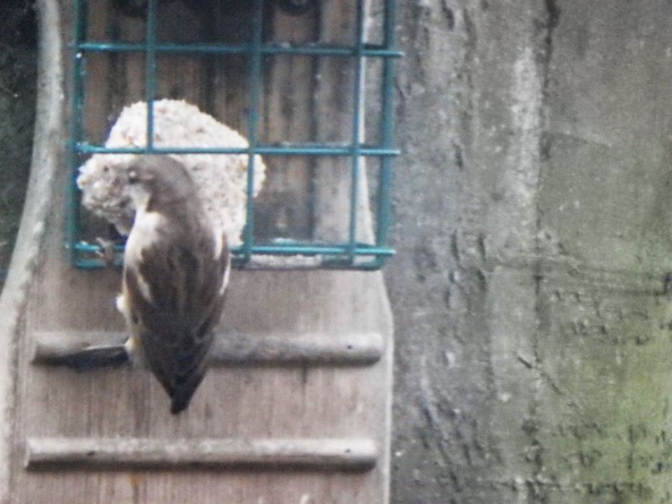 welke vogel is dit ?